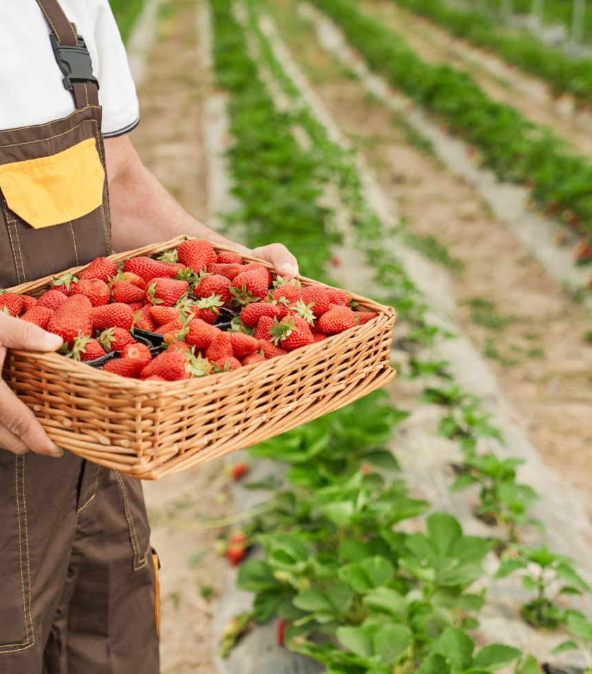 Close up of mature farmer in uniform holding basket with freshly picked strawberries while standing on farm field. Outdoor greenhouse with ripe strawberries.